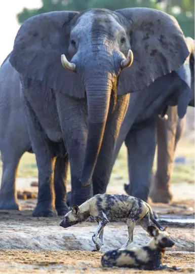  ??  ?? Clockwise from left: two painted wolves are overshadow­ed by some of Hwange’s elephants. The pachyderms outnumber the canines by almost 300 to one; a young puppy finds its speed in the bush; Tyron Hurst, head guide at Hwange’s Nehimba Lodge, leads guests through prime wolf country.