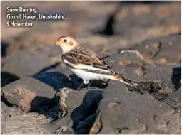  ??  ?? Snow Bunting, Goxhill Haven, Lincolnshi­re, 9 November