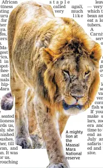  ??  ?? A mighty lion at the Maasai Mara National reserve