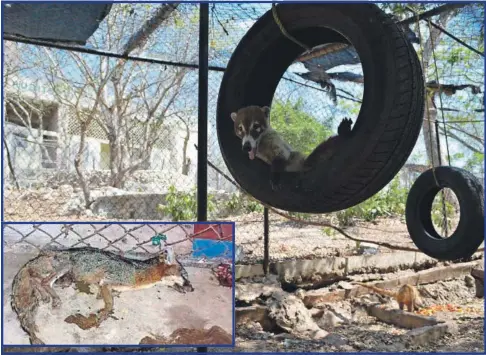  ??  ?? La muerte de la zorra del centro ecológico fue la gota que derramó el vaso dejando al descubiert­o las anomalías