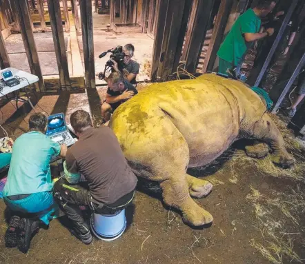  ?? Picture: LONGLEAT/BNPS ?? Longleat Safari Park, in Wiltshire, England, is hoping that fertility treatment can help save the endangered northern white rhinos, of which only three exist and (below) Sudan the last male of the species.