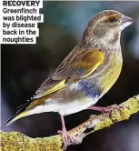  ?? ?? RECOVERY Greenfinch was blighted by disease back in the noughties