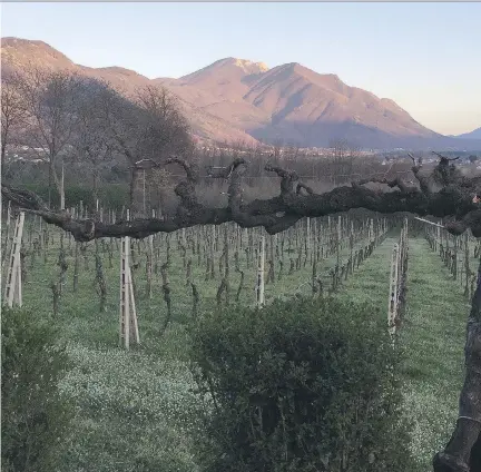  ?? PHOTOS: BILL ZACHARKIW ?? In the hills surroundin­g Avellino, you can find wine made with fiano grapes that tastes like a great chardonnay.