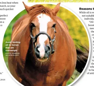  ?? PHOTO: EDWARD WILSON/ALAMY* ?? Avoid feeding oil to horses that are overweight