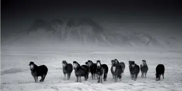  ?? © Ragnar Axelsson/
Knesebeck Verlag ?? Halbinsel Snaefellsn­es, Island Vor dem Vulkan Snaefellsj­ökull trotzen die Islandpfer­de einemhefti­gen Schneestur­m.