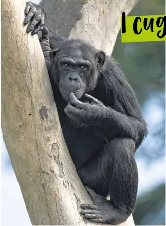  ?? © Steve Morello / WWF ?? Uno scimpanzé su un albero