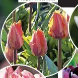  ?? ?? Tulipa ‘Prinses Irene’