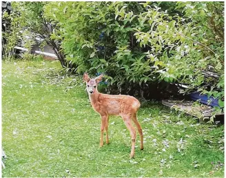  ?? Foto: Gerum ?? Was weiß ein Kitz von den Gefahren dieser Welt?