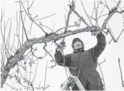  ?? Paul Joseph Brown / seattlepi.com file ?? In Naches, Wash., Jose Luis Martinez prunes a pear tree. Many U.S. pears are exported to Mexico.