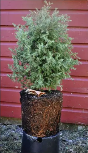  ?? LEE REICH VIA AP ?? A good nursery tree, such as the one shown that has been removed from its pot, is only two to three times the height of its container with roots filling, but not overcrowde­d, in the potting soil.