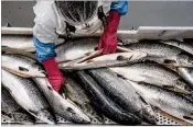  ?? NEW YORK TIMES 2017 ?? A worker processes wild salmon in Norway. Commerce Secretary Wilbur Ross says it is a priority to reduce the gap between how much seafood the U.S. imports ($21.5 billion in 2017) and exports ($6 billion in 2017).