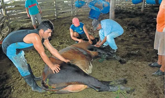  ??  ?? Medio centenar de animales han muerto por la falta de lluvias y de alimentos en los cantones Jama y Chone.