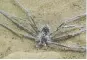  ?? Picture: LINDSAY SWIERK ?? THOUGHT BUBBLE: The spider was found to use its body hair to hold a ‘film’ of air in place, enabling it to stay submerged for half an hour to evade a predator