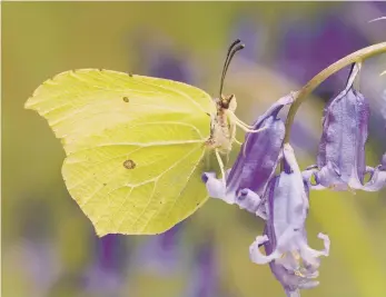  ?? PICTURE: DEREK MIDDLETON ?? Brimstones may have been the insects that put the ‘butter’ into ‘butterfly’