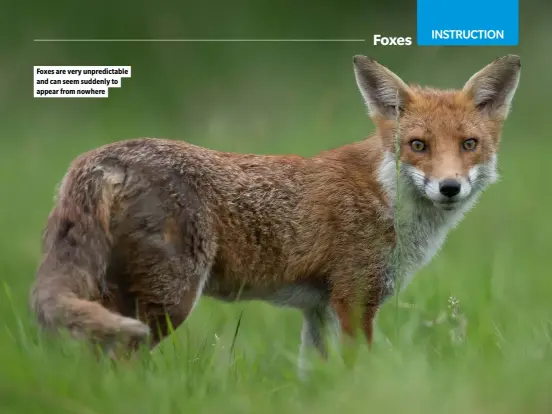  ?? ?? Foxes are very unpredicta­ble and can seem suddenly to appear from nowhere