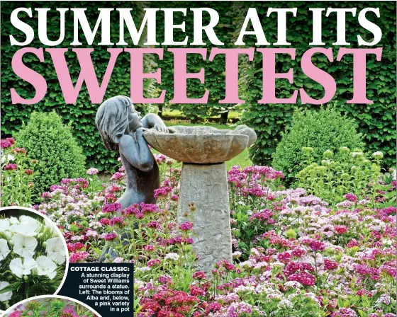  ??  ?? COTTAGE CLASSIC: A stunning display of Sweet Williams surrounds a statue. Left: The blooms ofo Alba and, below,below a pink varietyvar­iet in a potpo