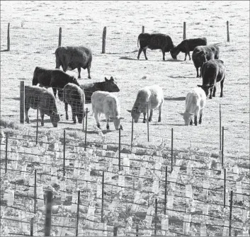  ?? George Rose Getty Images ?? HOLSTEINS graze by a vineyard in Sonoma County in 2009. Farms with more than 700 dairy cattle would be prohibited by the measure, as would those with over 200 cows if they discharge waste into surface water.