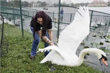  ?? CHRIS O’MEARA AP ?? Samantha Drew catches a swan for the swan roundup on Oct. 6. The current population is descended from a pair that Queen Elizabeth II donated in 1957 after Lakeland’s swans were wiped out.