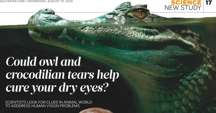 Could Owl and Crocodilian Tears Lead to a Cure for Your Dry Eyes? - The New  York Times