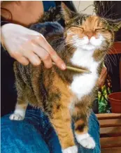  ??  ?? Auch wenn es ein Foto ist, hat man das Gefühl, das Schnurren hören zu können. Das Bild von Katze Minki aus Augsburg stammt von Brigitte Geiger.