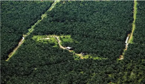  ??  ?? An oil palm plantation covers a swath of land where a forest once stood in the Miri interior. — AFP file photo