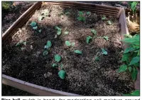  ??  ?? Rice hull mulch is handy for moderating soil moisture around seedlings in the fall garden patch. Shredded newspaper, shredded paper and shredded leaves work, too.