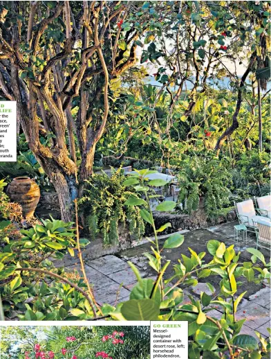  ??  ?? DRAPED WITH LIFE View over the main terrace, ‘Messel Green’ furniture and West Indies mahogany trees, main; left, the south terrace veranda GO GREEN