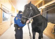  ?? RICKKINTZE­L/THE MORNING CALL ?? Bethlehem police Officer Al Strydesky prepares George, a 15-year-old Percheron/Morgan cross, to go outside Wednesday at the Quadrant Private Wealth Stables in Bethlehem. Doctors found the start of some arthritis in one of George’s hind legs, so they’ve decided to retire him early rather than risk further injury.