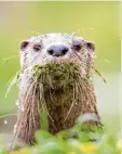  ?? Foto: dpa ?? Otter haben praktische Schnurrbär­te. Hier erfährst du mehr.