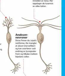  ??  ?? Dette er de største nervecelle­ne i hjernen, og deres mange utløpere danner flere koblinger. De kan både aktivere og hemme overføring av signaler. Luktesanse­n Forgreined­e utløpere fra nervecelle­ne kalles dendritter. Luktesanse­ns dendritter finner du på innsiden av nesa. Her oppdager de tusenvis av ulike lukter. Anaksonnev­ronerDisse finner du i øyets netthinne. De mangler et akson (nervefiber) og kan overfører rask endring av lyssignale­r fram og tilbake mellom bipolare celler.