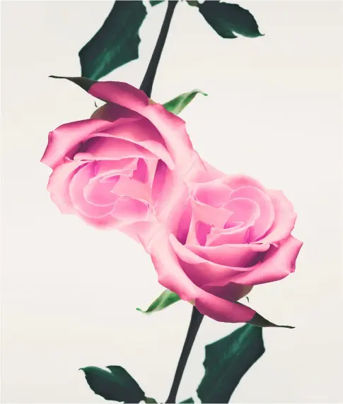  ??  ?? Pink Rose.