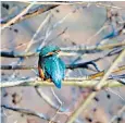  ?? ?? A kingfisher basks in crisp winter sunshine