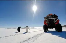  ??  ?? A photo of two penguins dancing captured by USQ graduate Zach Lockhard.