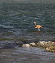  ??  ?? Clockwise from RIGHT: The salt flats at the southern tip of Bonaire; some of the colourful marine life that can be found in the island’s waters; a flamingo in the Pekelmeer Flamingo Sanctuary.