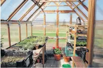  ?? CONTRIBUTE­D ?? A greenhouse, like Mark Cullen's, can be a great place to relax or indulge a gardening passion, as well as a sanctuary for snowbirds who can't head to warmer areas this winter because of the pandemic.