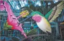  ?? Bizuayehu Tesfaye Las Vegas Review-journal ?? A giant hummingbir­d is displayed at thechelsea­gardenatth­ebellagio Conservato­ry, honoring the springtime Chelsea Flower Show in England.