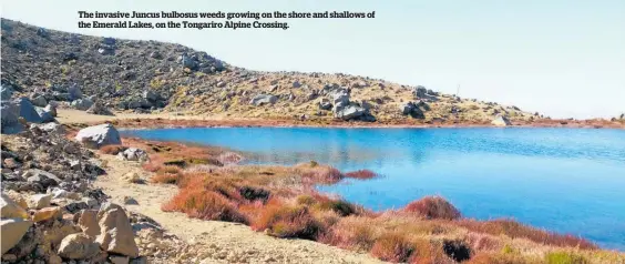  ?? ?? The invasive Juncus bulbosus weeds growing on the shore and shallows of the Emerald Lakes, on the Tongariro Alpine Crossing.