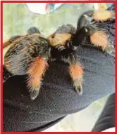  ??  ?? LABAH-labah tarantula merayap di lengan Zulaikha.
