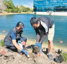  ?? ELIZABETH RIVER PROJECT ?? Two staff members plant wetland vegetation in front of the CMA CGM headquarte­rs in Norfolk.