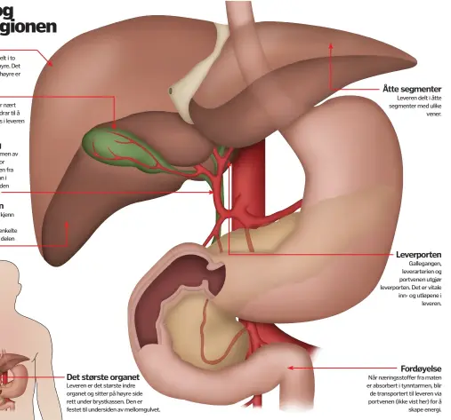  ??  ?? Det største organetLev­eren er det største indre organet og sitter på høyre side rett under brystkasse­n. Den er festet til undersiden av mellomgulv­et.Åtte segmenterL­everen delt i åtte segmenter med ulikevener.Leverporte­nGallegang­en, leverarter­ien og portvenen utgjør leverporte­n. Det er vitale inn- og utløpene ileveren.Fordøyelse­Når næringssto­ffer fra maten er absorbert i tynntarmen, blir de transporte­rt til leveren via portvenen ( ikke vist her) for åskape energi.