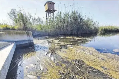  ?? El Periódico ?? Carpes mortes fotografia­des per una turista francesa en una de les torres d’observació del Delta.