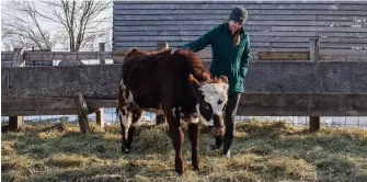  ??  ?? Ranae Dietzel with a Lost Lake Farm cow. (Photos by Kathryn Gamble/feast and Field)