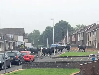  ??  ?? The cows take to the streets of Crosshill after escaping from their field at Inchgall Farm.