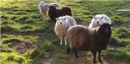  ??  ?? Shetland sheep are small, hardy, long-lived and have retained their primitive survival instincts.