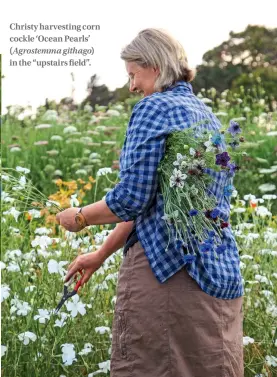  ??  ?? Christy harvesting corn cockle ‘Ocean Pearls’ (Agrostemma githago) in the “upstairs field”.