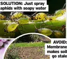  ??  ?? Solution: Just spray aphids with soapy water avoid: Membrane makes soil go stale