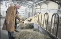 ?? PICTURE: PA ?? RARE BREED: Prince Charles feeds White Park Cattle at the National Trust’s Dinefwr Park.