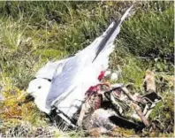  ??  ?? A common gull trapped in one of the illegal bird traps