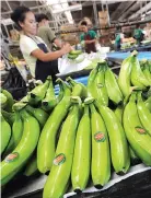  ?? AFP ?? WORKERS pack freshly harvested bananas