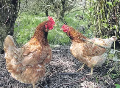  ?? Picture: HEMedia. ?? Even poultry owners with just a few hens running around the farmyard are being urged to do all they can to help prevent the spread of bird flu.